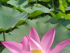 -武清南湖绿博园