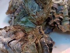 -西域一部馕坑烤羊·烧烤·炒菜