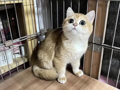 -萌兽医馆·眼科·异宠专科(三里屯店)