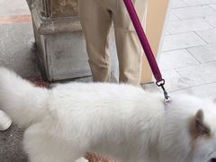 -柏萃动物医院·骨科·牙科