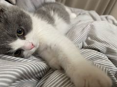 -欣宠猫屋·矮脚拿破仑·蓝金金渐层