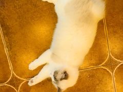 -李小姐の猫咖啡馆(五角场店)
