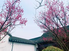 -百年老字号·观振兴蟹黄面·三虾面·苏式面(观前街富仁坊巷店)