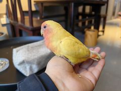 -吉丁鸟咖·异宠·寄养