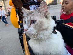 -藏猫猫咖啡主题馆(中央大道店)