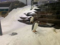 -悉尼海洋生物水族馆