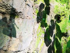 -南山植物园