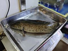 -活鱼馆(宜兴埠店)