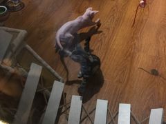 -乐宠宠物店(世纪金源店)