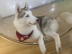 -Husky Go! 哈士奇体验馆·宠物咖啡厅狗咖