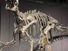 -正佳自然科学博物馆