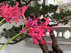 -杭州植物园