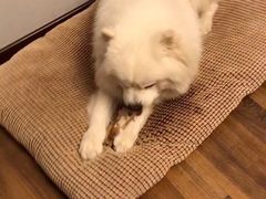 -金掌勺东北菜(格兰晴天店)