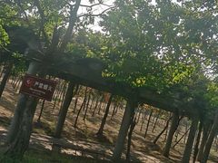 -上海海湾国家森林公园