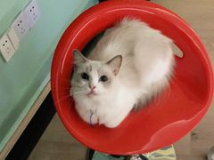 -Bastet sally猫舍购宠(静安店)
