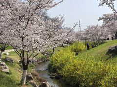 -羊山湖公园