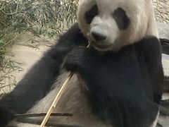 -保定市动物园