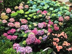 -双季花艺园艺市场(浦东店)