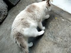 -喵屿·大理花园猫咖