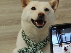 -柴迷FANS CLUB·柴犬狗咖·猫咖