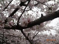 -武汉大学-樱园