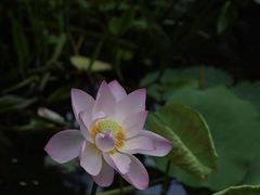 -荔湾湖公园