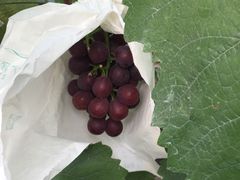 -马陆小张葡萄园农家乐