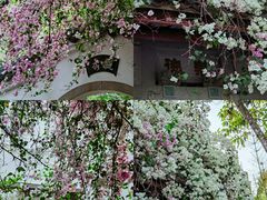 -深圳国际园林花卉博览园