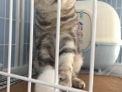 -喵的天空名猫咖啡馆·撸猫·猫舍·用品