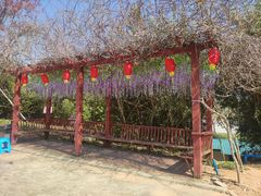 -天适樱花悠乐园