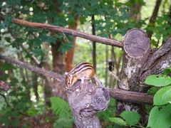 -五营红松林海景区