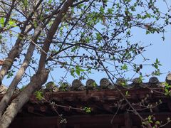 -洛阳白马寺
