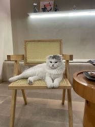 -懒猫摄影studio写真馆
