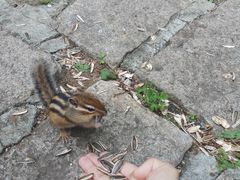 -五营红松林海景区