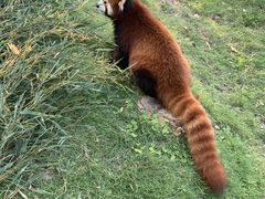-灵玲国际马戏城