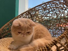 -飞行喵MR PILOT|猫舍·猫咖(静安大融城店)