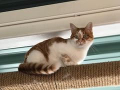 -喵屿·大理花园猫咖