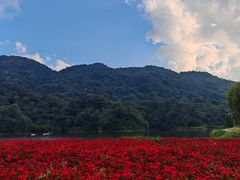 -广州市石门国家森林公园