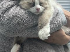 -纳吉亚猫专科动物诊疗中心(蒋宅口分院)