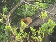 -深圳野生动物园