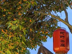 -阿巧茶庄