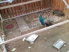 -廊坊固安福朋喜来登酒店