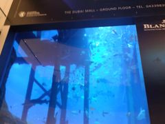 -迪拜水族馆及水下动物园