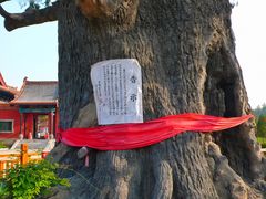 -大槐树寻根祭祖园
