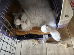 -守诺宠物医院·眼科· 神经外科·爬宠专科(虹口店)