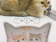 -糯米喵星人·撸猫猫舍咖啡馆(西市场嘉华店)