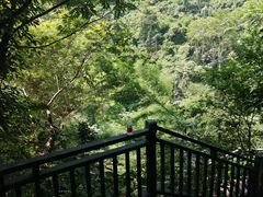 -西双版纳原始森林公园