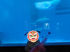 -海合安成都极地海洋公园