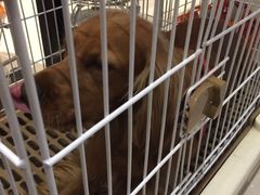 -Oh My Dog宠物沙龙(伊珊娜皮毛护理店)