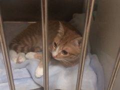 -艾贝尔宠物诊疗